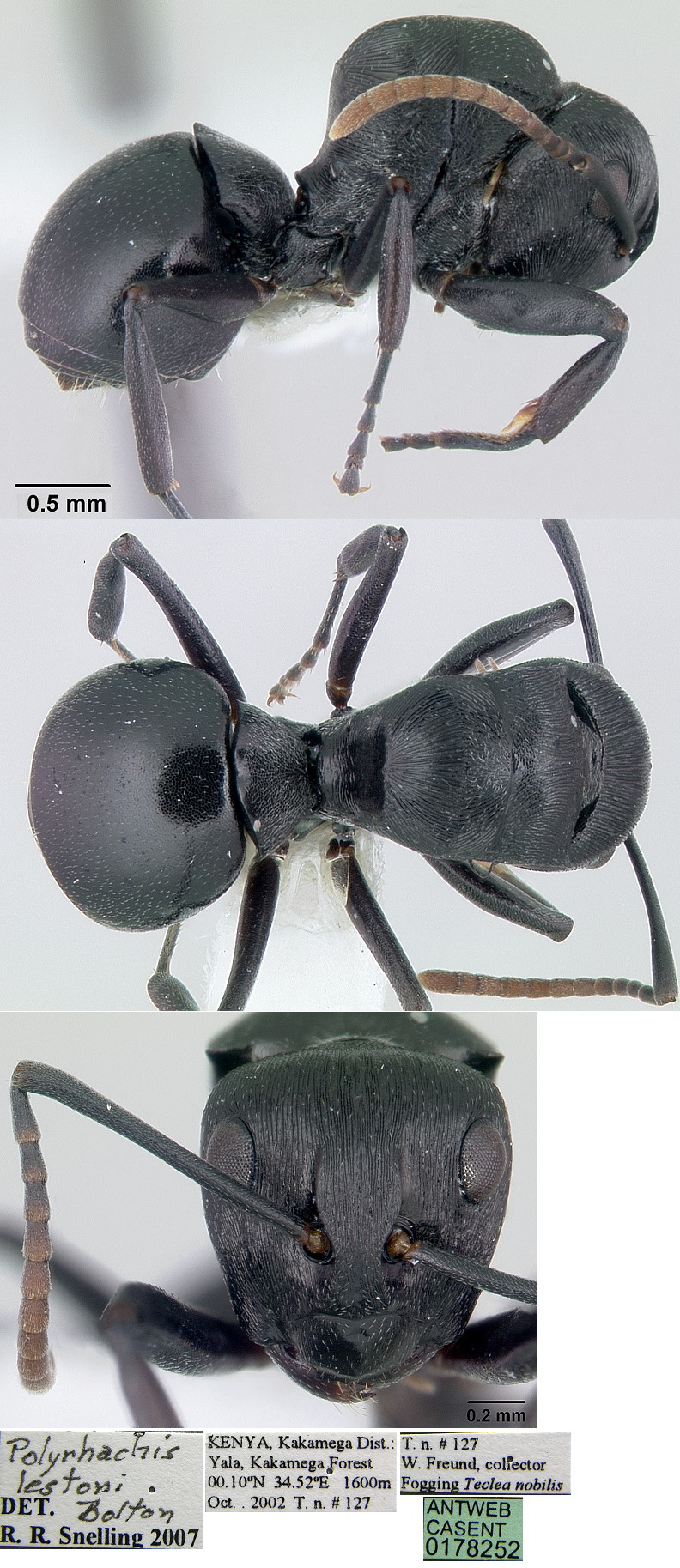 {Polyrhachis lestoni}