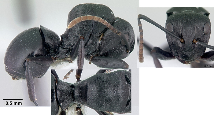 Polyrhachis lestoni