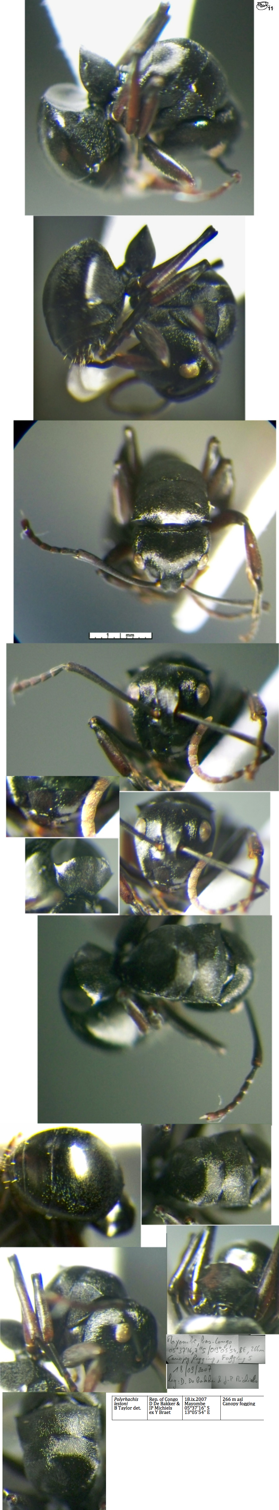 {Polyrhachis lestoni queen}