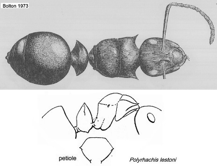 {Polyrhachis lestoni}