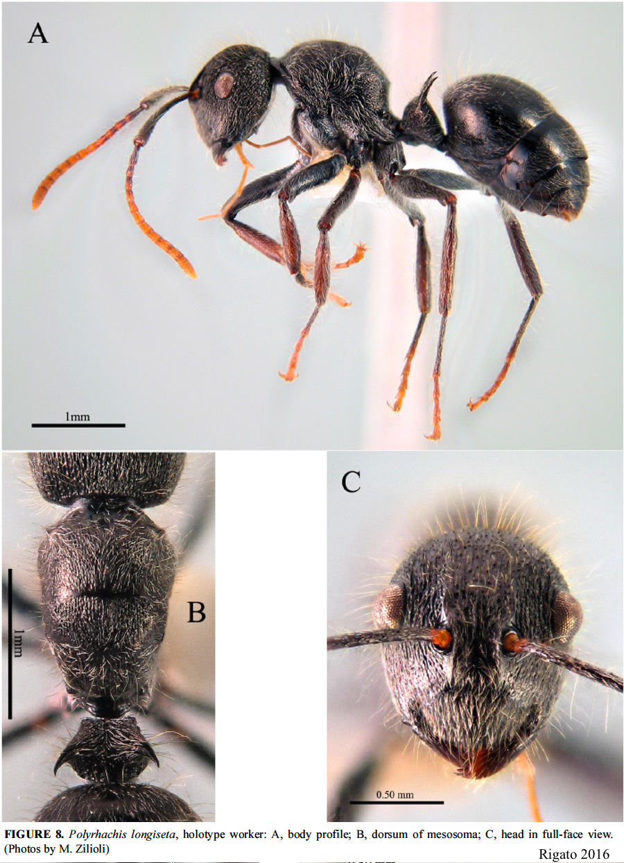 {Polyrhachis longiseta}