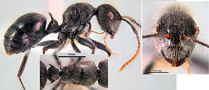 Polyrhachis longiseta