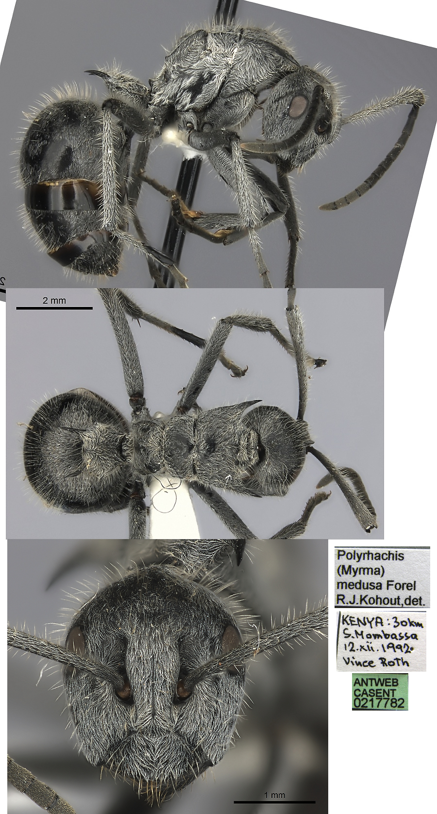 {Polyrhachis medusa}