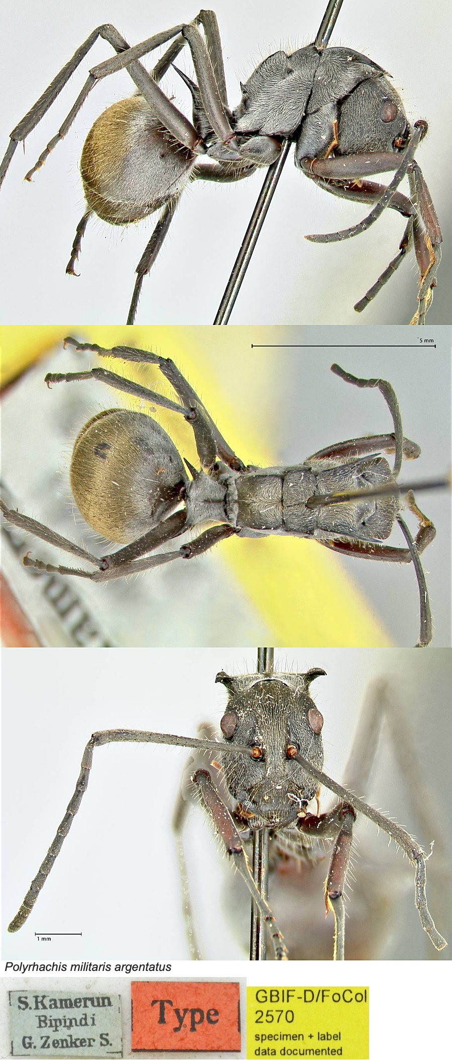 Polyrhachis militaris argentatus