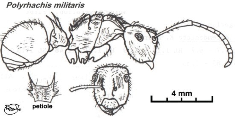 {Polyrhachis militaris}