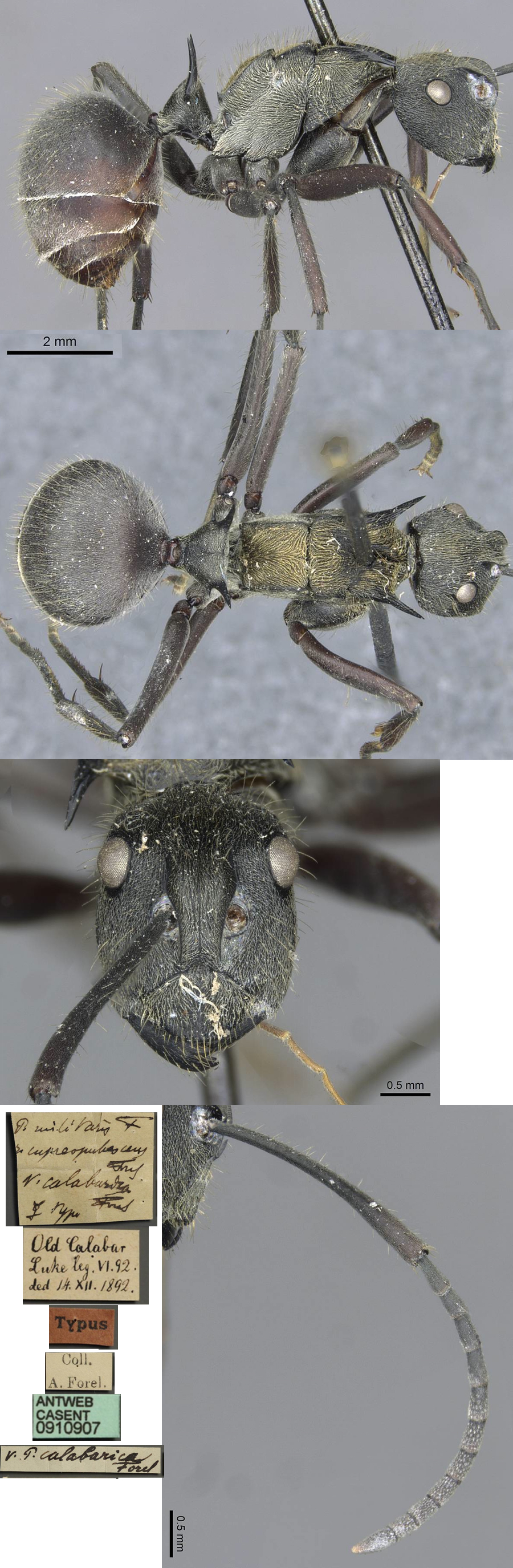 Polyrhachis militaris calabarica