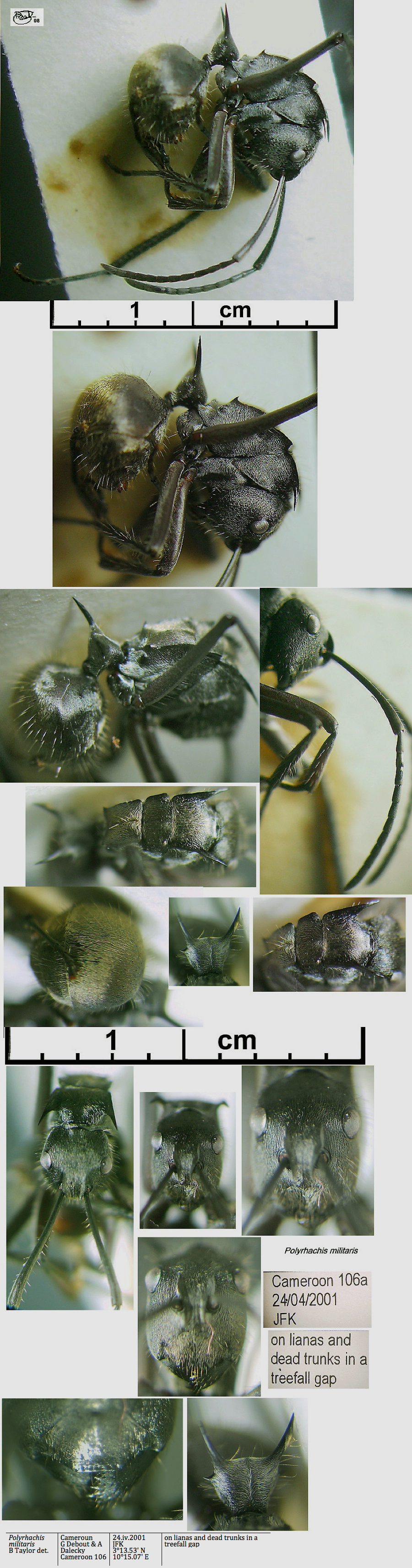 {Polyrhachis militaris}