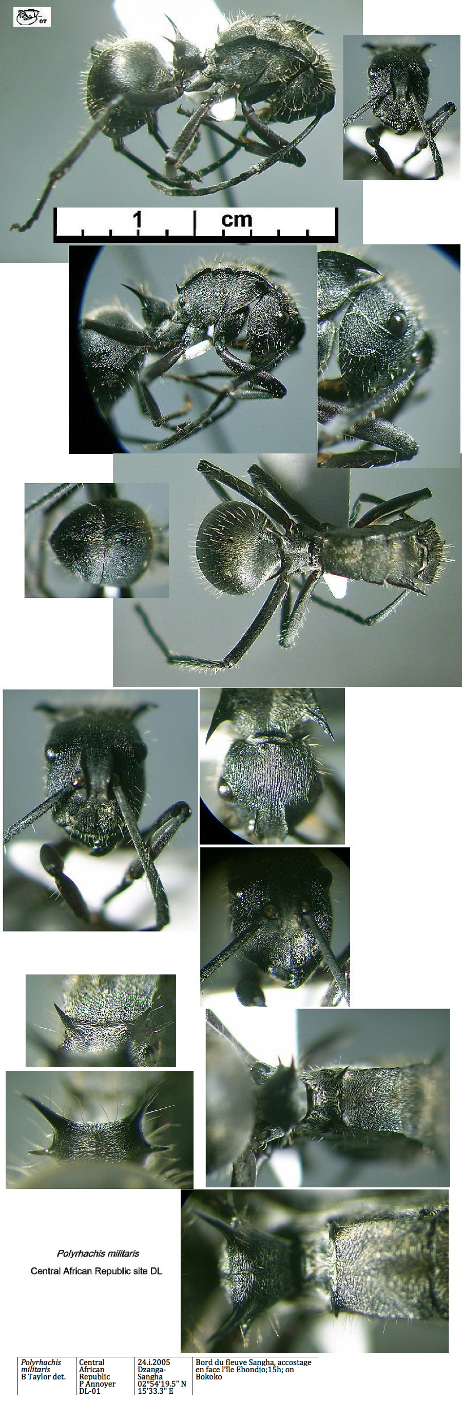 {Polyrhachis militaris}