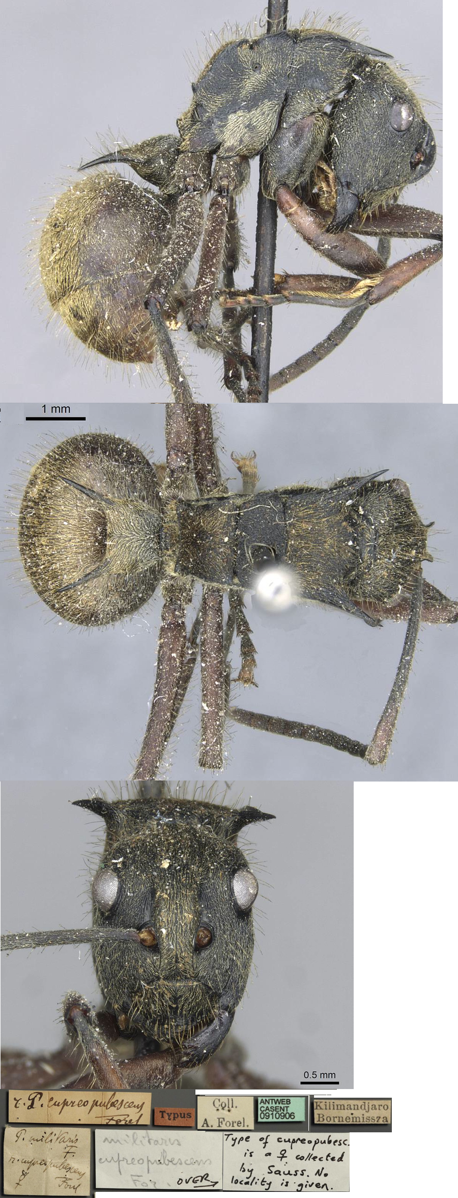 Polyrhachis militaris calabarica