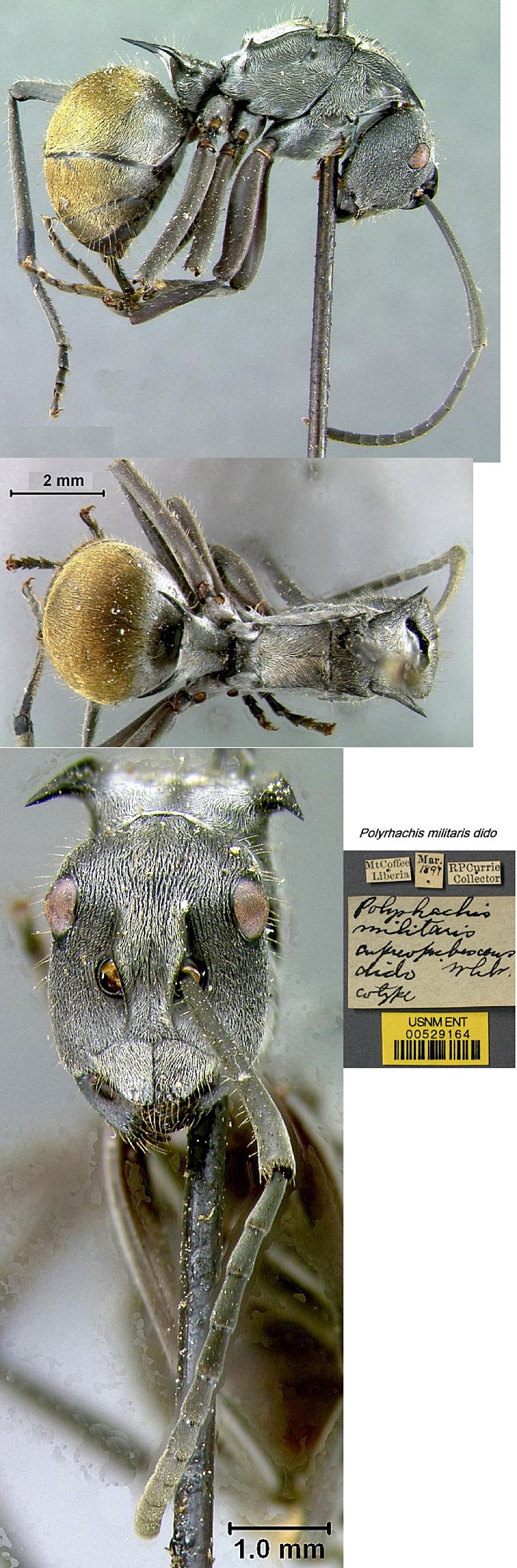 Polyrhachis militaris