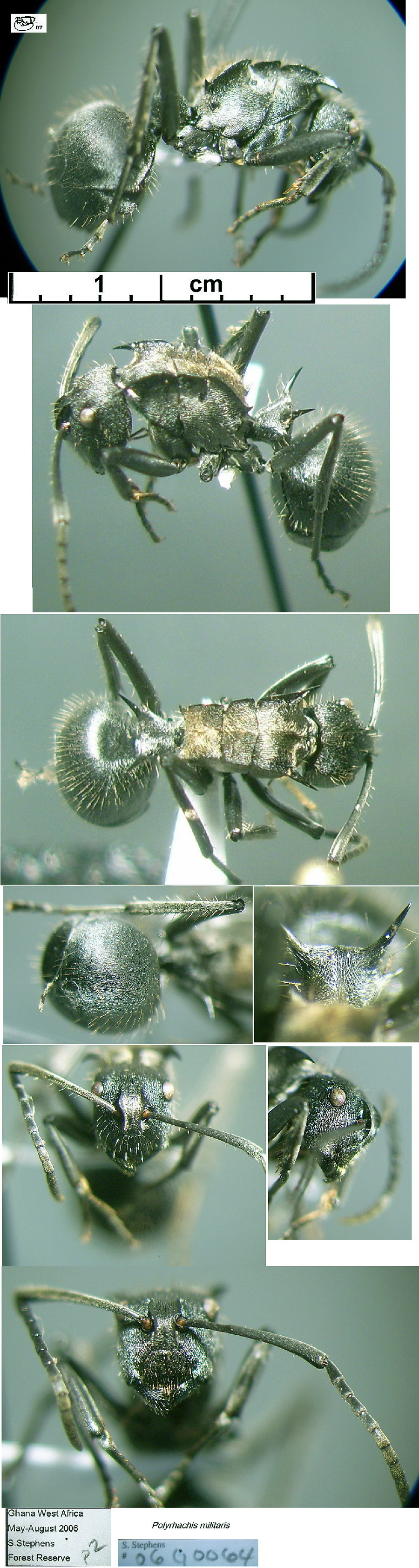 {Polyrhachis militaris}