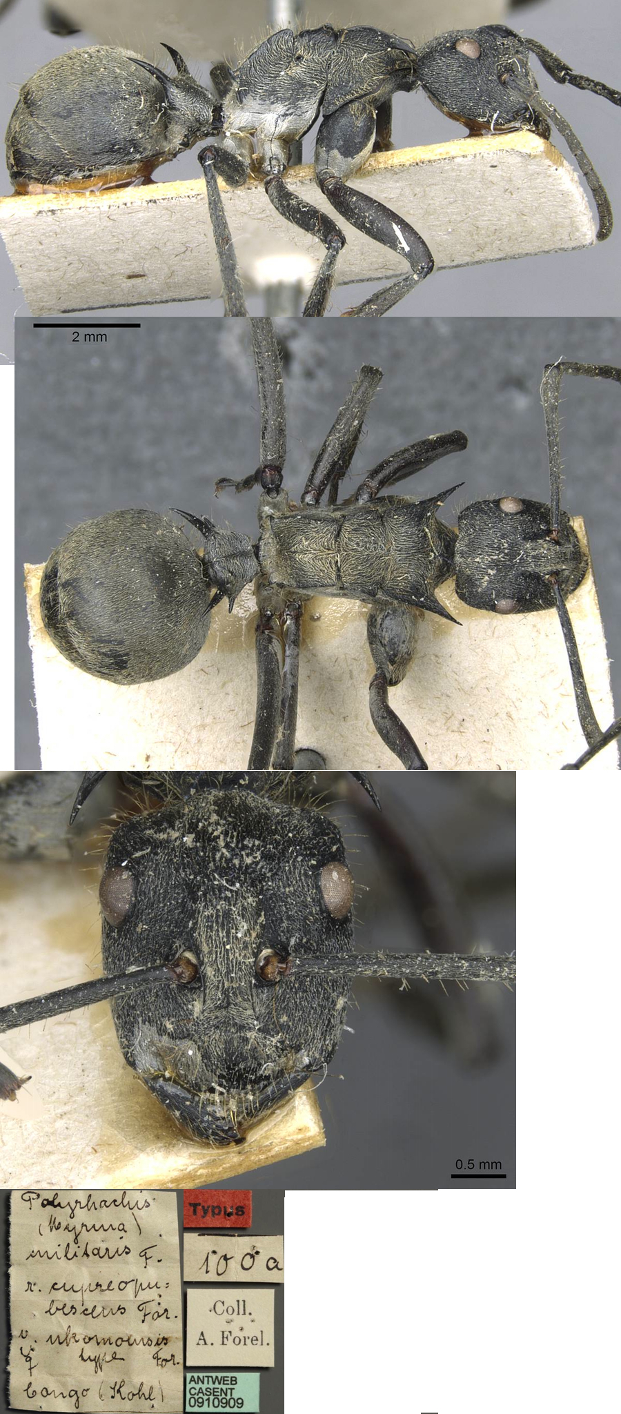 Polyrhachis militaris nkomoensis