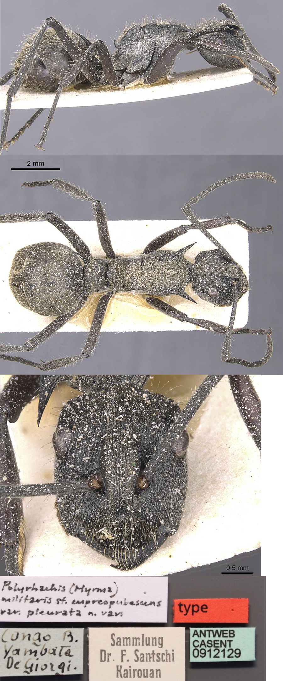 Polyrhachis militaris pleurata