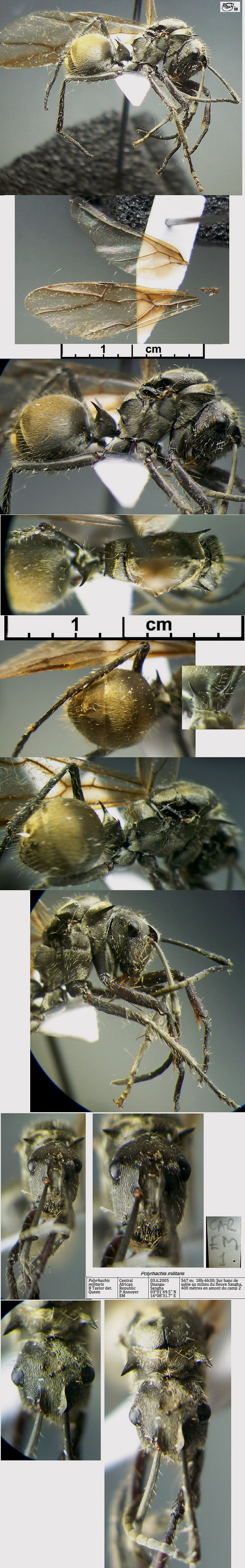 {Polyrhachis militaris queen}