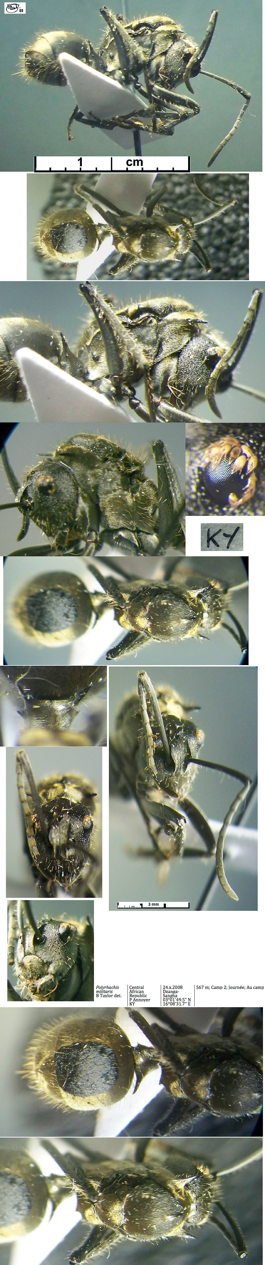 {Polyrhachis militaris queen}