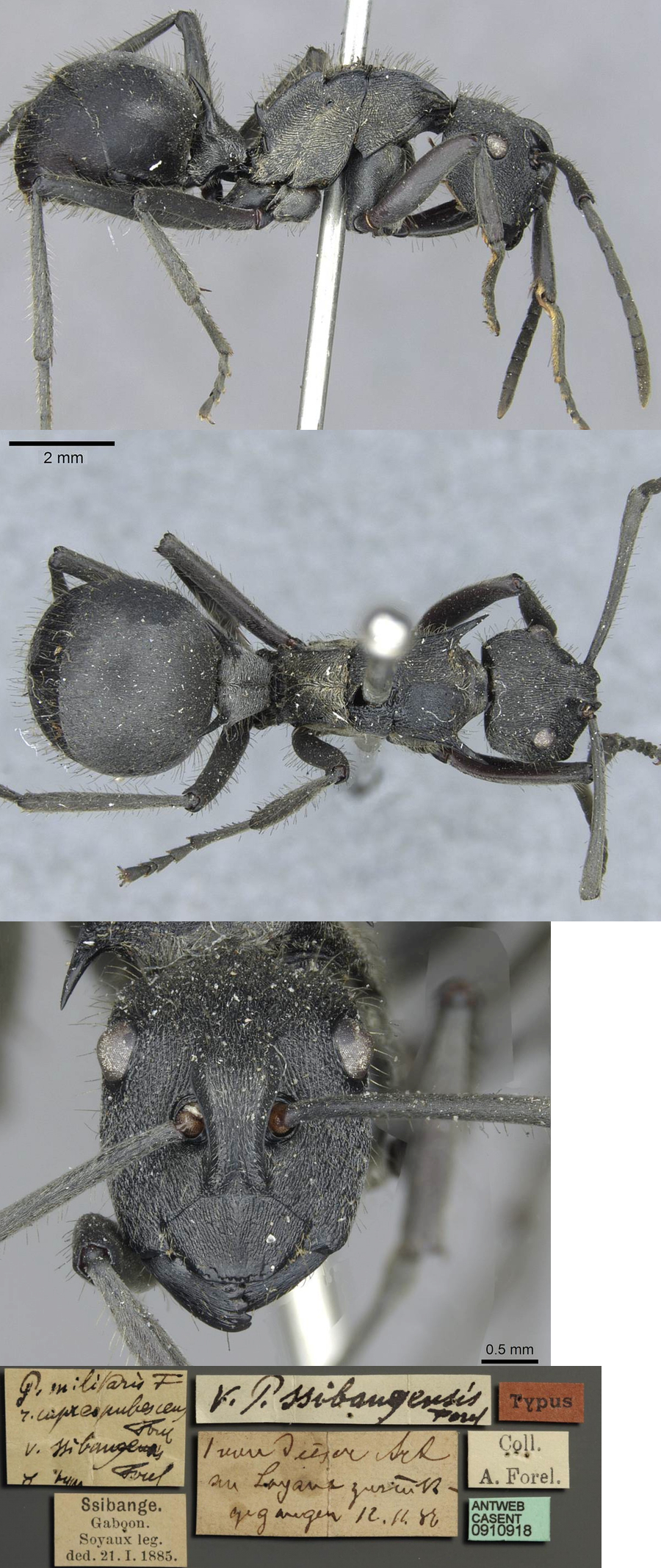 Polyrhachis militaris ssibangensis