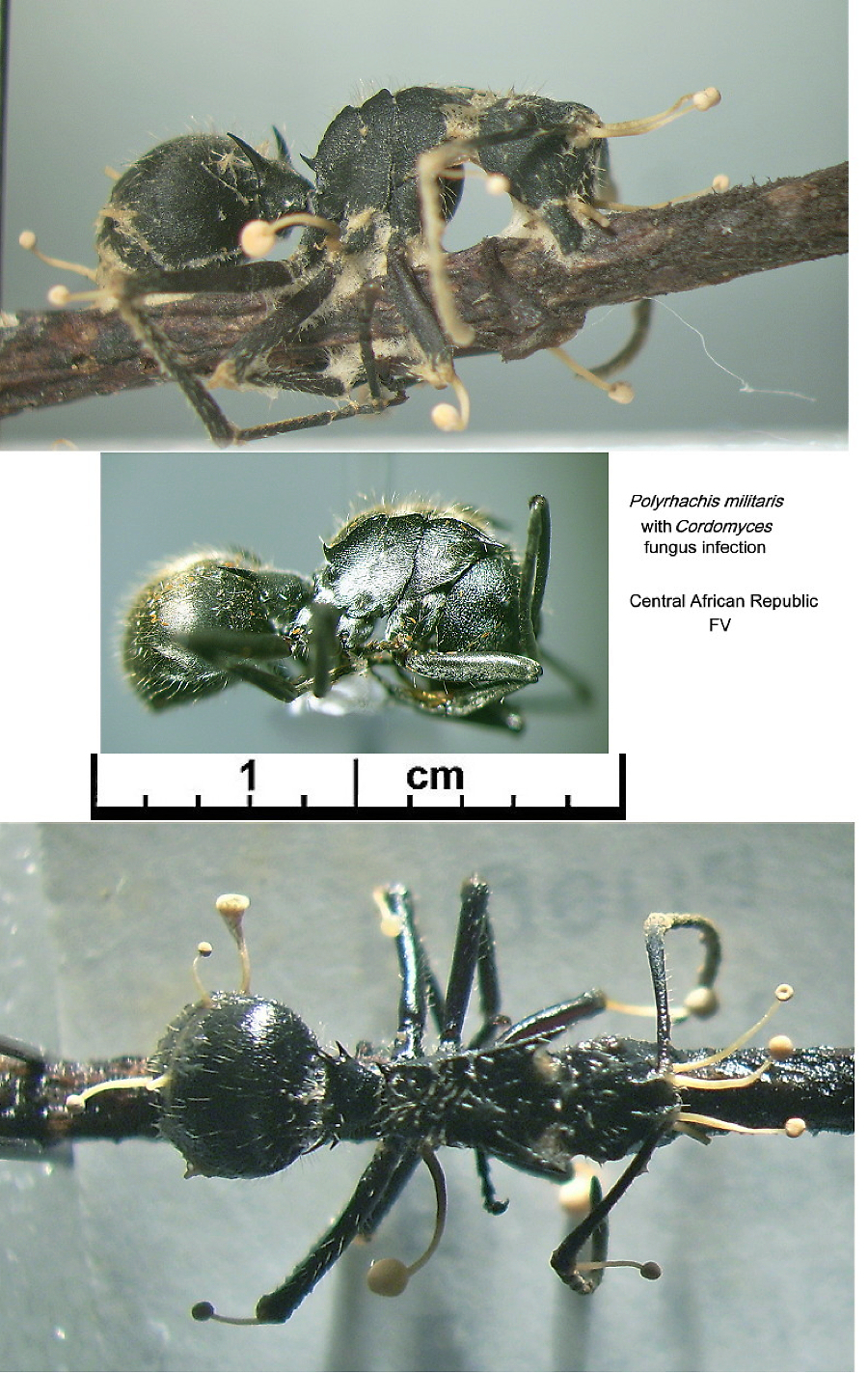 {Polyrhachis militaris with Cordomyces}