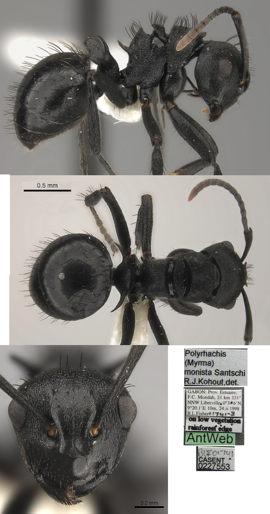 {Polyrhachis monista}