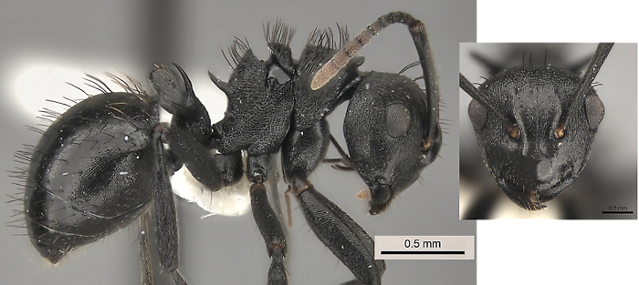 Polyrhachis monista