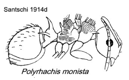 {Polyrhachsi monista}