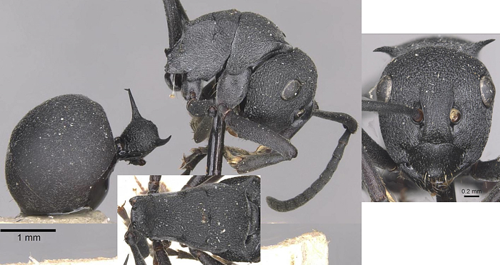 Polyrhachis nigrita