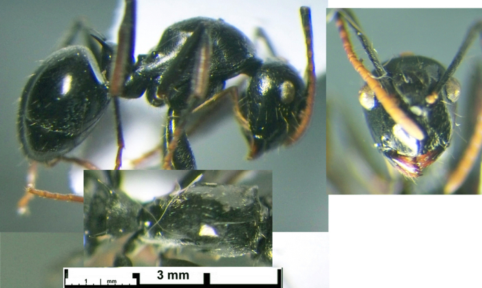 Polyrhachis nsp CAR Moretto