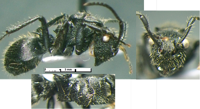 {Polyrhachis nsp CI Dupont}