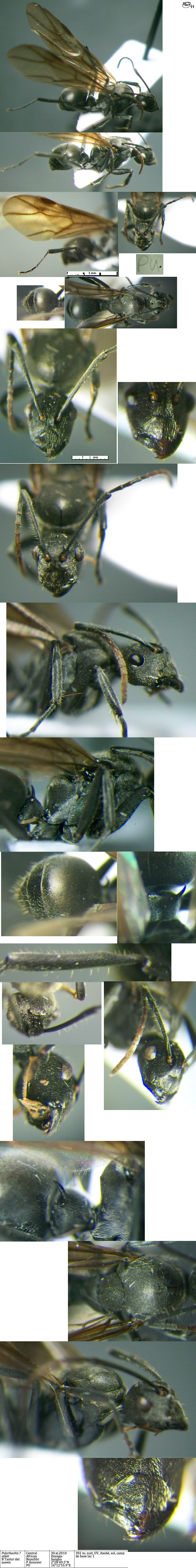 {Polyrhachis otleti queen}