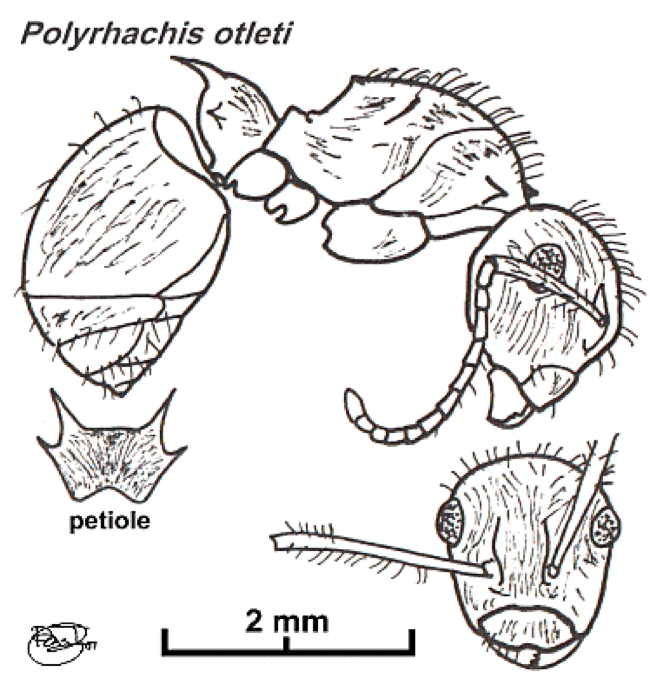 {Polyrhachis otleti}