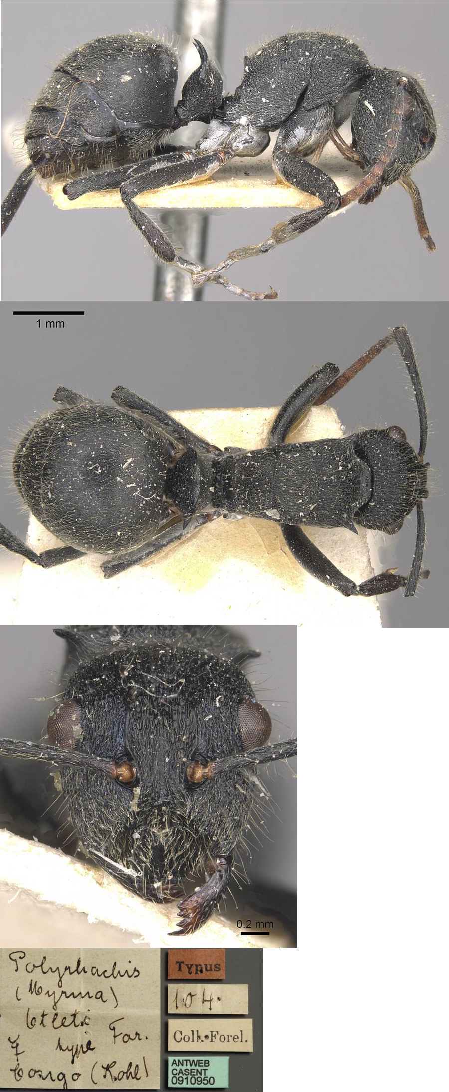 Polyrhachis otleti