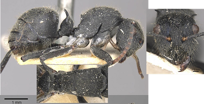 Polyrhachis otleti