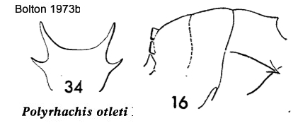 Polyrhachis otleti