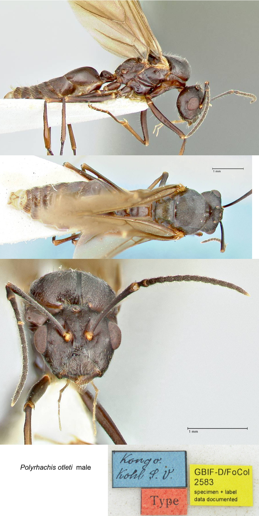 Polyrhachis otleti male