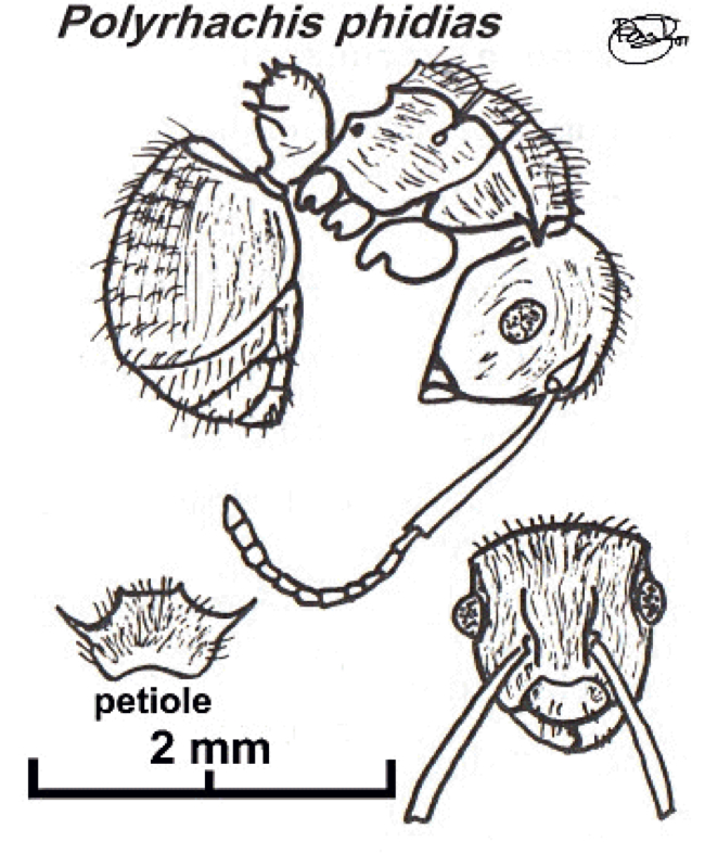 {Polyrhachis phidias}