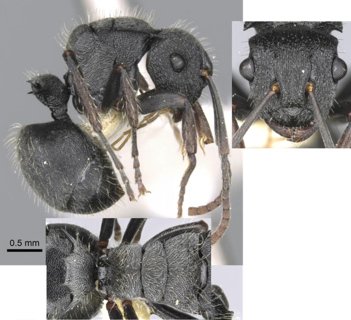 Polyrhachis phidias