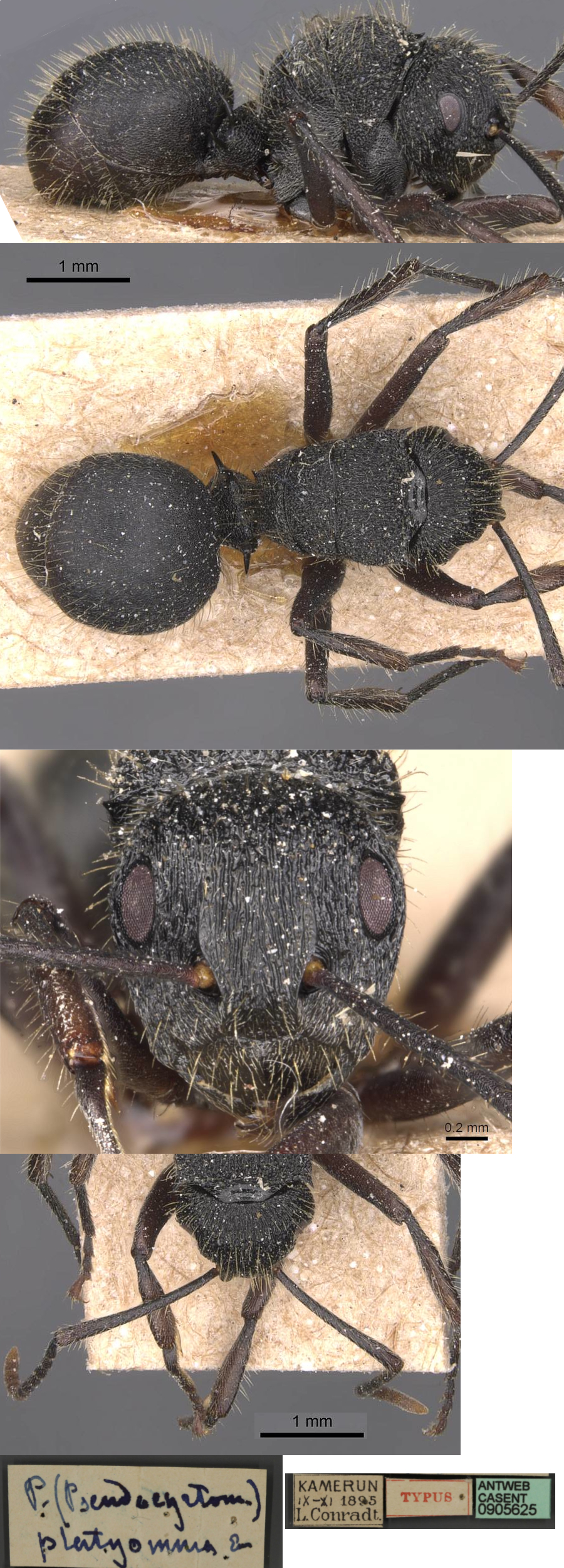 Polyrhachis platyomma