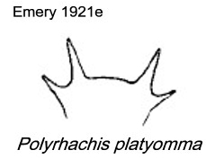 {Polyrhachis platyomma petiole}