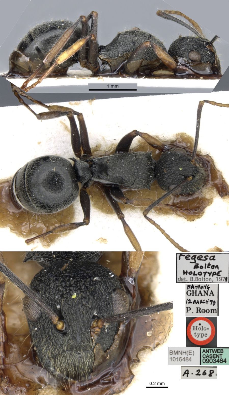 Polyrhachis regesa