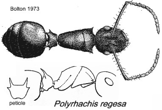 {Polyrhachis regesa}