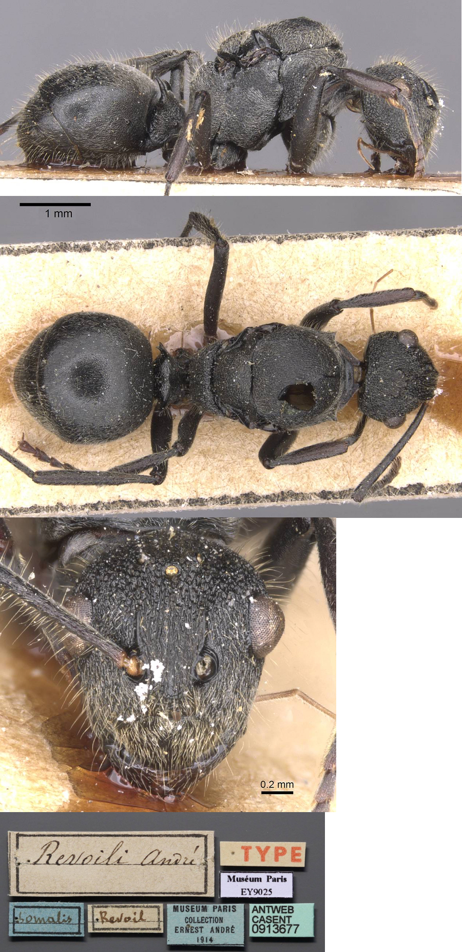 Polyrhachis revioili type queen