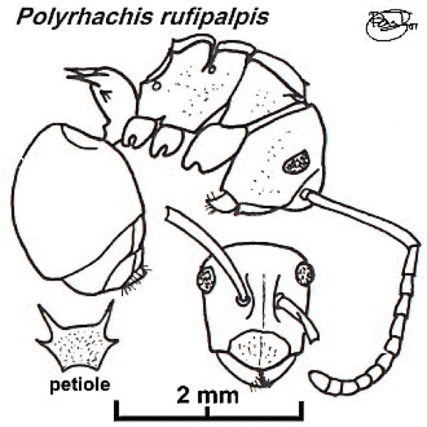 {Polyrhachis rufipalpis}