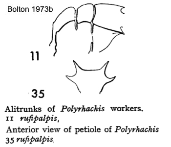 Polyrhachis rufipalpis