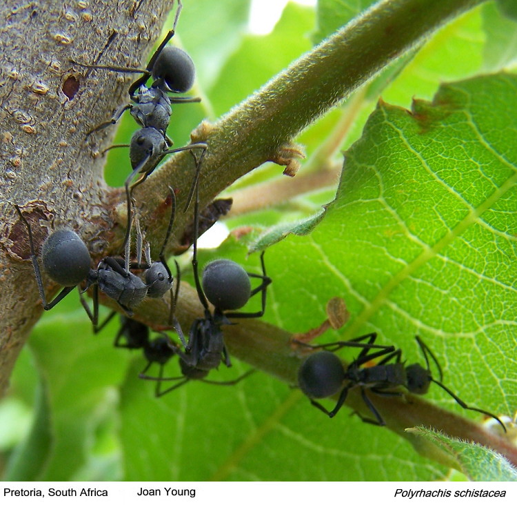 {Polyrhachis schistacea}