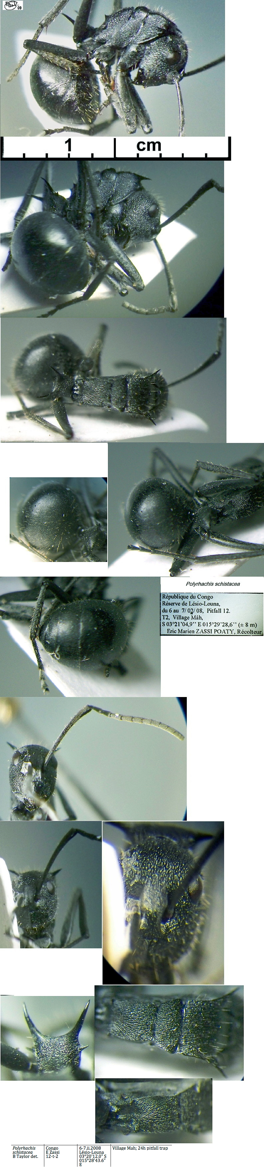 {Polyrhachis schistacea}