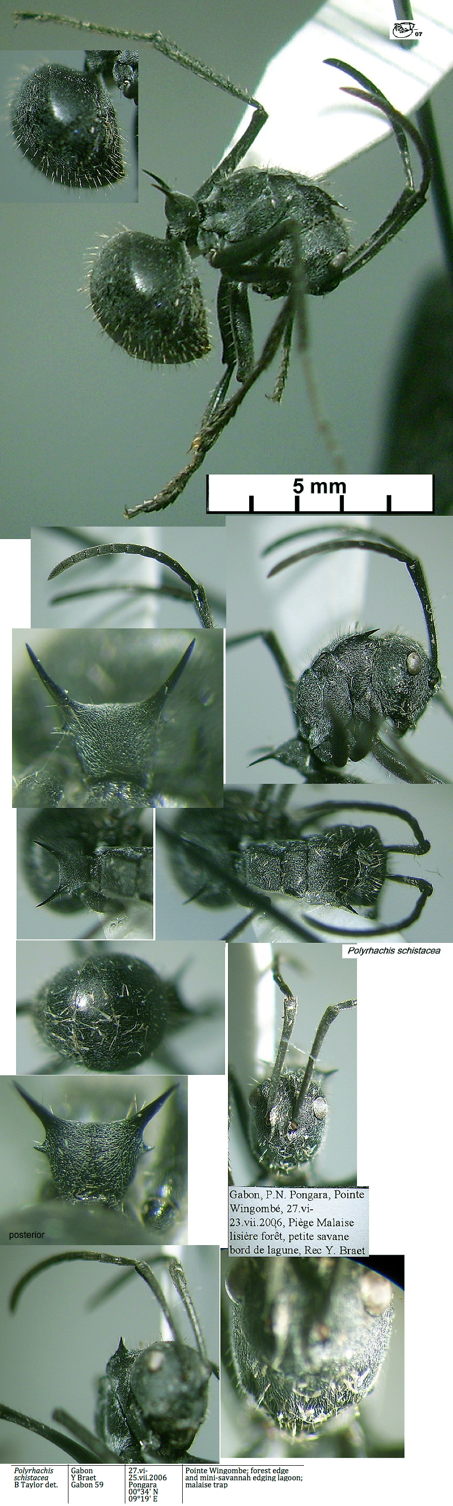 {Polyrhachis schistacea}