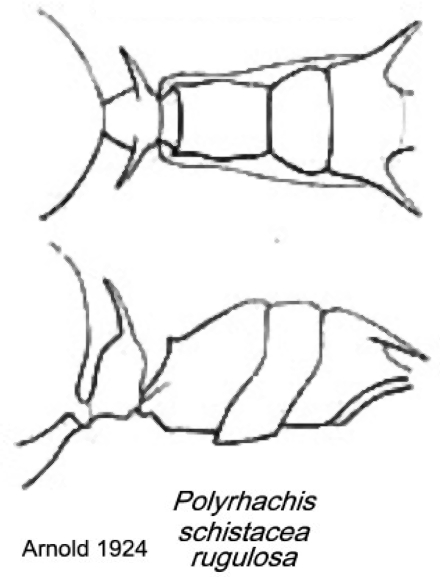 {Polyrhachis schistacea}