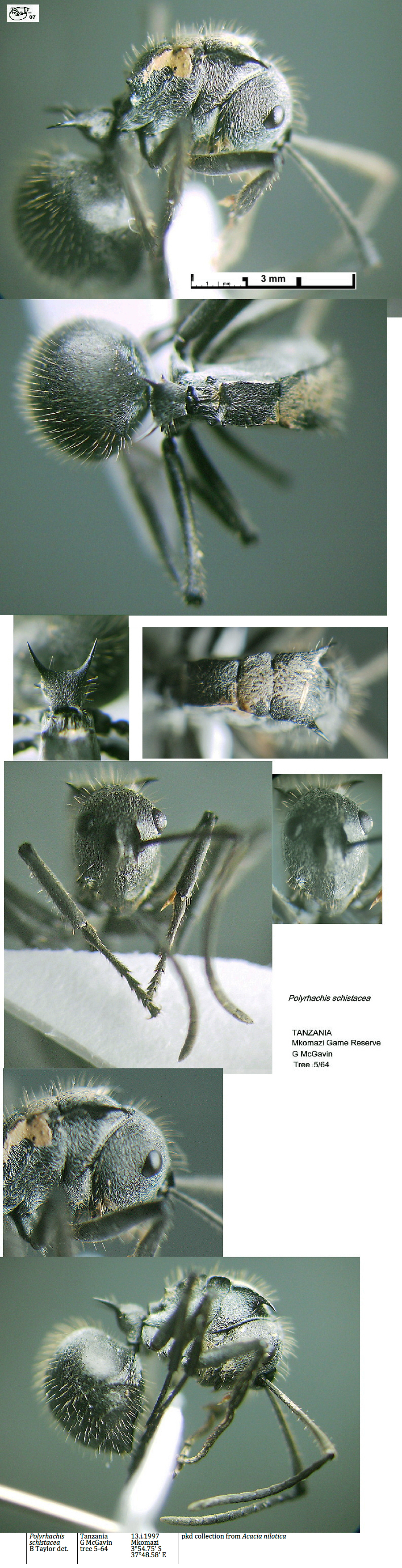 {Polyrhachis schistacea}