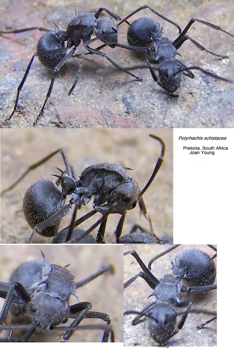 {Polyrhachis schistacea}