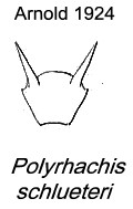 {Polyrhachis schlueteri petiole}