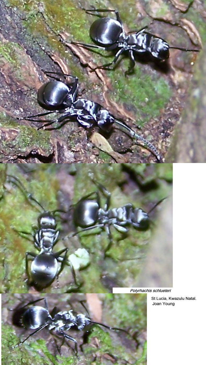 {Polyrhachis schlueteri}